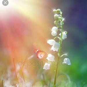 Meet your Posher, Lilybelle